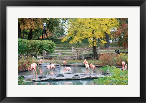 Framed Large group of flamingos wading in water Print