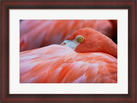Framed Flamingo Hiding Face Print
