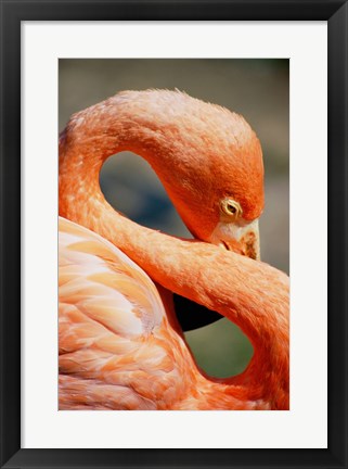 Framed Flamingo Neck Print