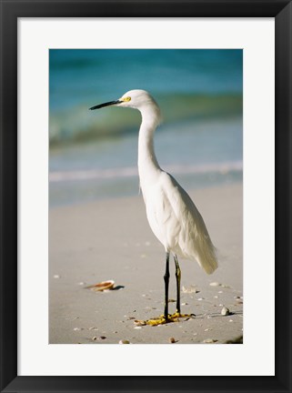 Framed Snowy Egret Print