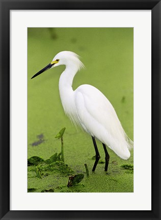 Framed Close-up of a Snowy Egret Wading in Water Print