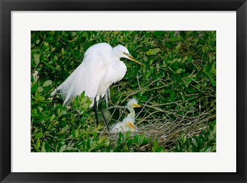 Framed Great Egrets Print