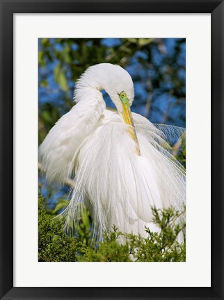 Framed Great Egret - photo Print