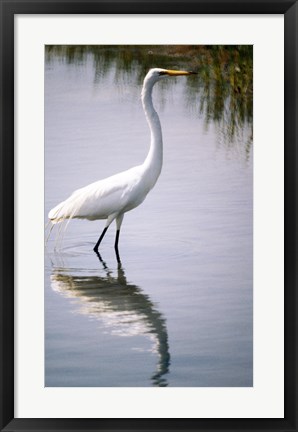 Framed Egret In River Print