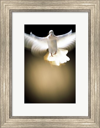 Framed White Dove in flight Print