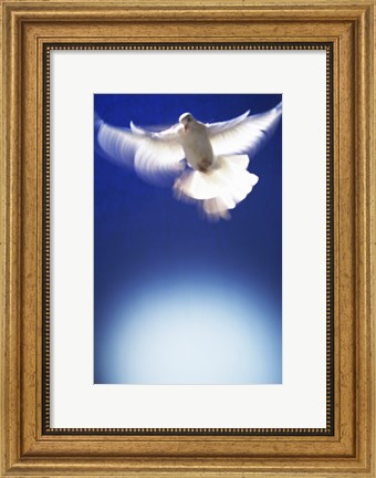 Framed White Dove in flight - blue Print