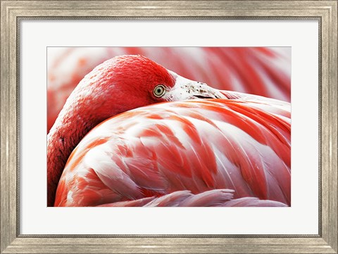 Framed Flamingo Resting Print