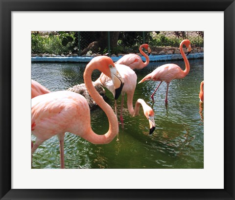 Framed Flamingos in a Zoo Print