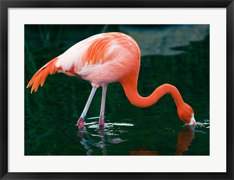 Framed Pink Flamingo In River Print