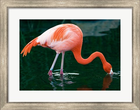 Framed Pink Flamingo In River Print