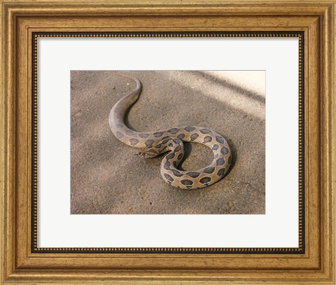 Framed Russels Viper Print