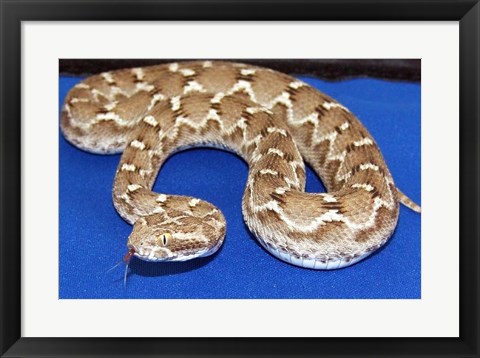 Framed Saw Scaled Viper Print