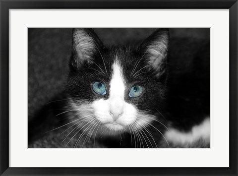 Framed Curiosity Teased the Cat Print