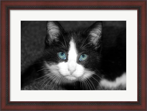 Framed Curiosity Teased the Cat Print
