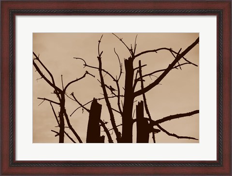 Framed Perched and Sat and Nothing More II Print