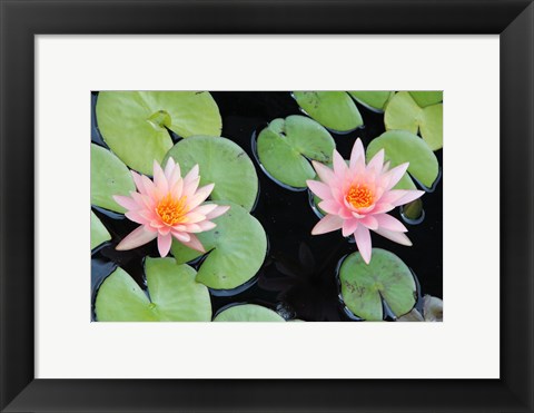 Framed Lotus Eaters II Print