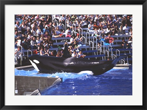 Framed Killer Whale Sea World San Diego California USA Print