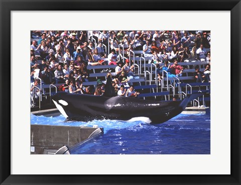 Framed Killer Whale Sea World San Diego California USA Print