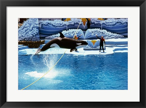 Framed Shamu-Killer Whale Sea World San Diego California USA Print
