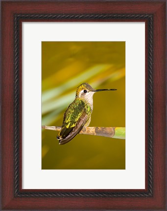 Framed Close-up of a Magnificent hummingbird perching on a leaf Print