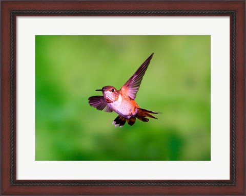 Framed Close-up of a Rufous hummingbird flying Print