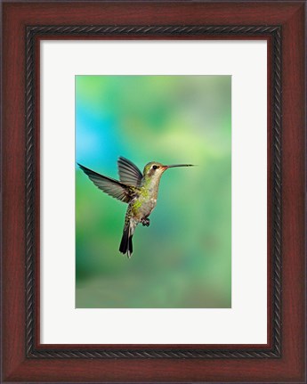 Framed Close-up of a Broad-Billed hummingbird, Arizona, USA Print