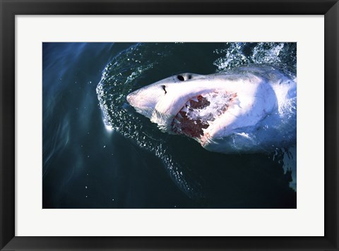 Framed Great White Shark Eating Print