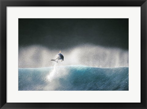 Framed Dolphin breaching in the sea Print
