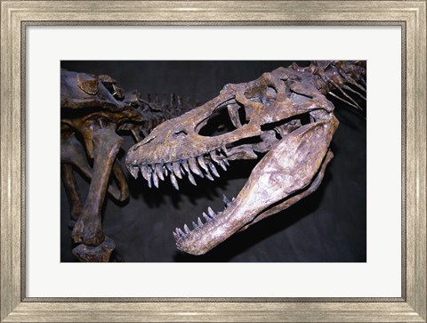 Framed Albertosaurus, Royal Tyrrell Museum, Drumheller, Alberta, Canada Print