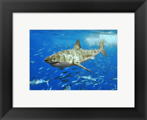 Framed White Shark Print