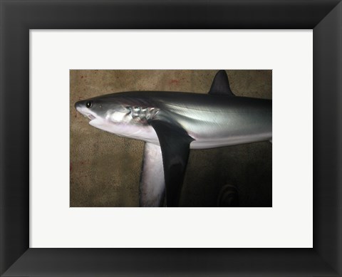 Framed Thresher Shark Print