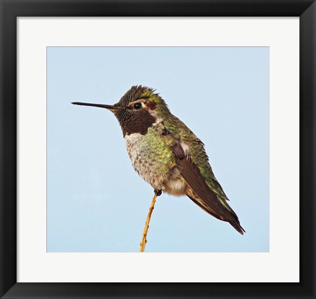 Framed Anna&#39;s Hummingbird Print