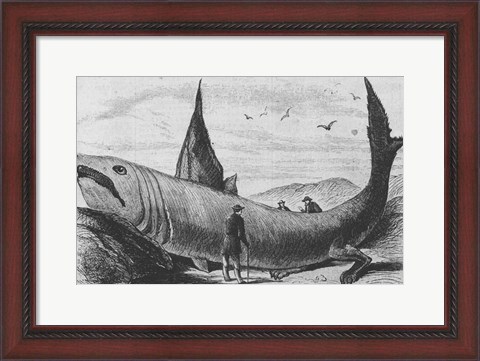 Framed Basking Shark Harper&#39;s Weekly October 24, 1868 Print