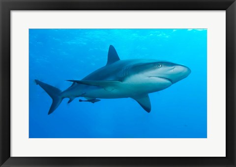 Framed Carribbean Reef Shark Print