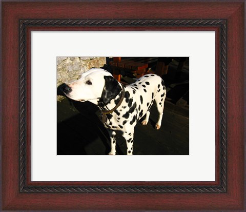 Framed Dalmatian in Croatia Print