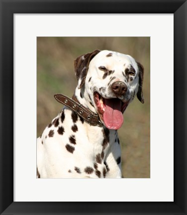 Framed Dalmatian Portrait Print