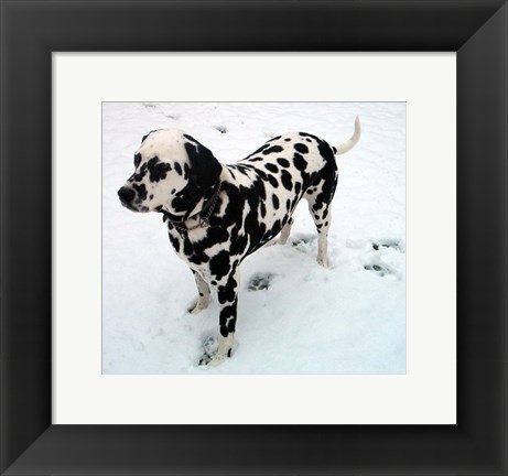 Framed Dalmatian in Snow Print