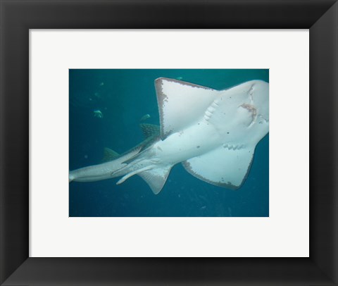 Framed Shark Overhead Print