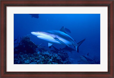 Framed Grey Shark Print