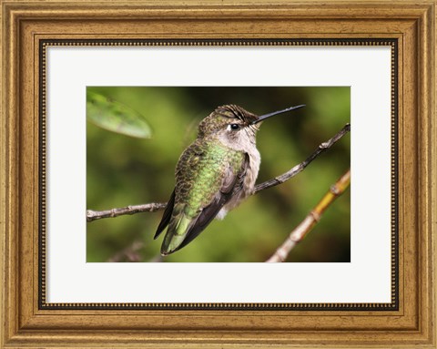 Framed Hummingbird II Print