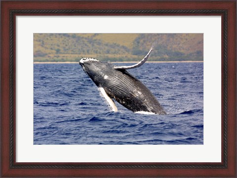 Framed Humpback Whale Leaping Print