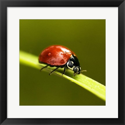 Framed Ladybug On Blade Of Grass Print