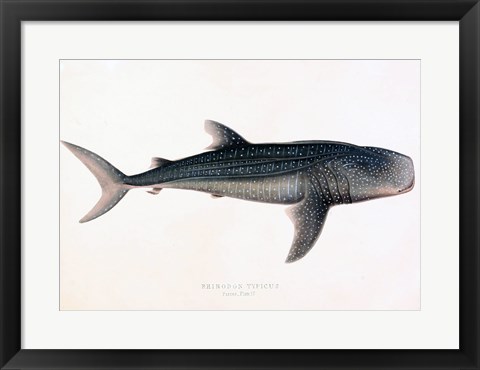 Framed Rhinodon Typicus Print
