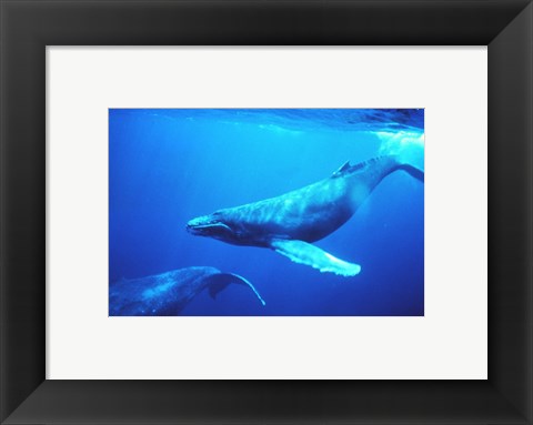 Framed Humpback whales in the singing position Print