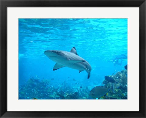 Framed Shark Underwater Print
