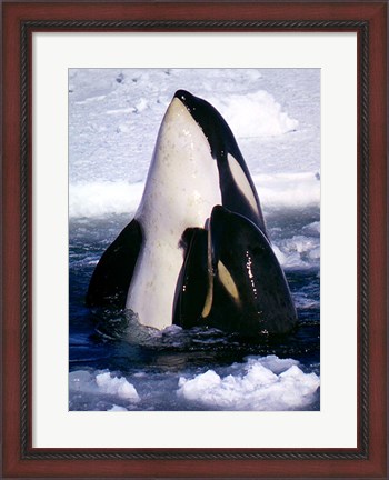Framed Type C Orcas Print