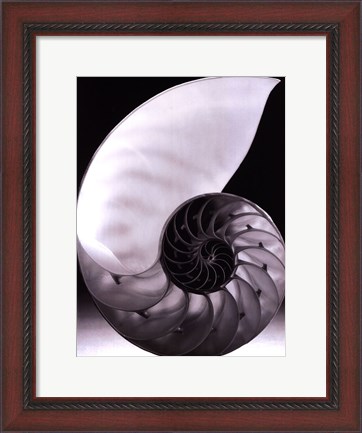 Framed Shell I Print