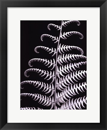 Framed Fern II Print