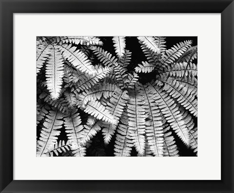 Framed Fern IV Print