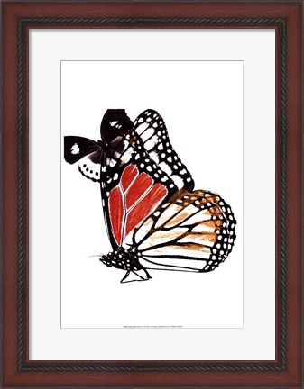 Framed Butterflies Dance IV Print
